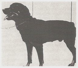 Rottweiler k9